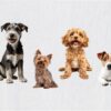 2026 Pet Collection 2